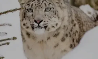 Eastern Himalayan Wildlife