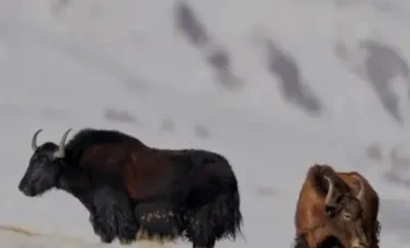 Eastern Himalayan Wildlife