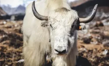 Eastern Himalayan Wildlife