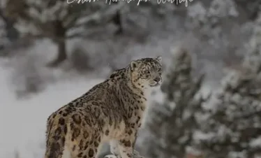 Eastern Himalayan Wildlife