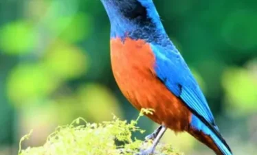 Himachal Bird Watching Tour