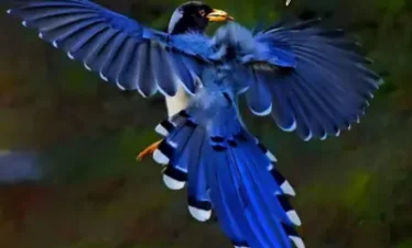 Himachal Bird Watching Tour