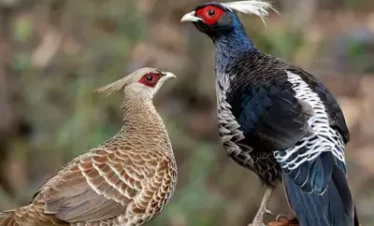 Himachal Bird Watching Tour