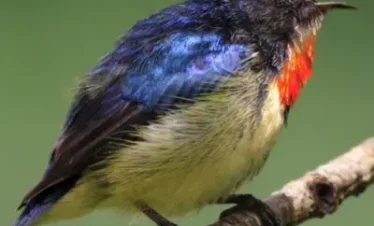 Himachal Bird Watching Tour