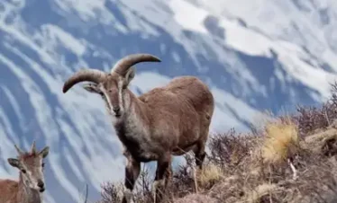 Himalayan Wildlife Adventure