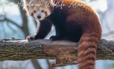 Himalayan Wildlife Adventure