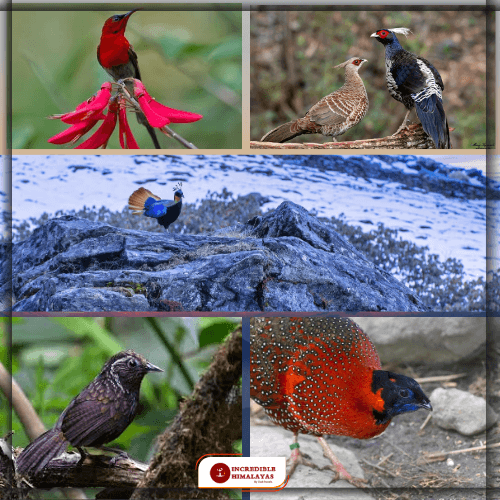 Himalayas Bird Tour Packages