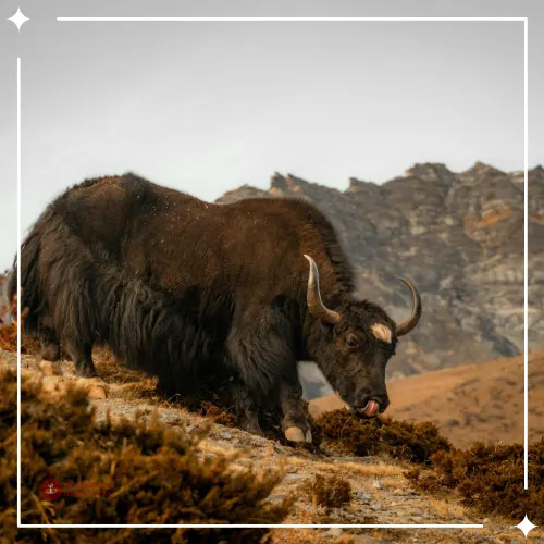 Himalayas Wildlife Tour