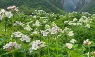 Valley Of Flowers Trek