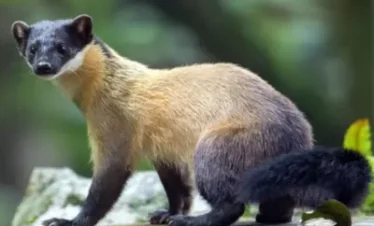 Wildlife Travel Kumaon