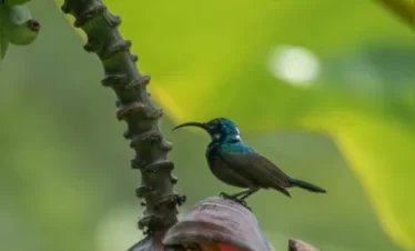 Around Delhi Birding Tour