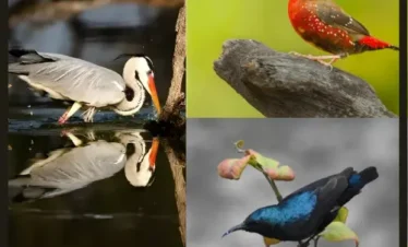 Around Delhi Birding Tour