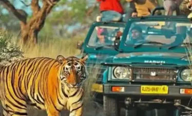 tiger safari