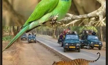 Bird Watching Tour With Tiger
