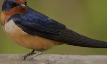 Birding Tour In Kaziranga