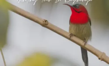 Birding Tour In Kaziranga