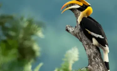 Birding Tour In Kaziranga