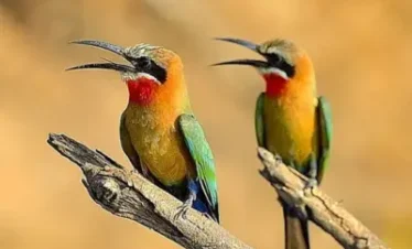 Birding Tour In Kaziranga