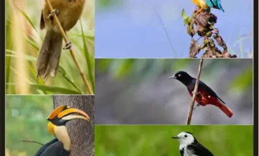 Birding Tour In Kaziranga