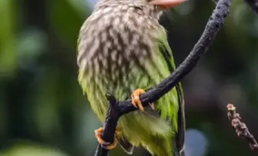 Birding Tour in North India