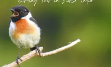 Birding Tour in North India