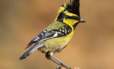 Birding Tour in North India