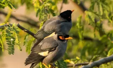 Birding Tour in North India