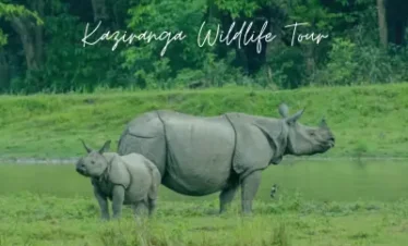 Kaziranga Wildlife Tour