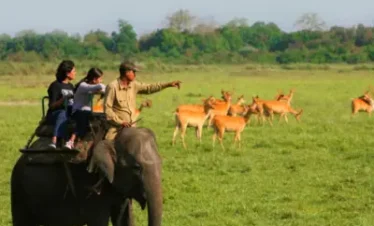 Kaziranga Wildlife Tour