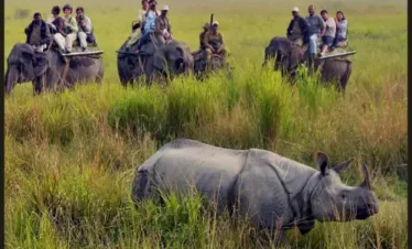 Kaziranga Wildlife Tour