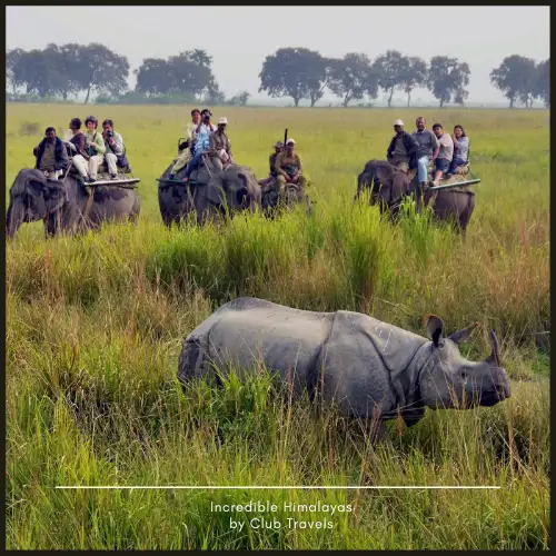 Kaziranga Wildlife Tour