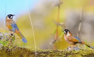 Sikkim Bird Watching Tour