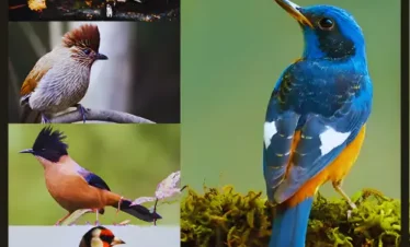 Sikkim Bird Watching Tour