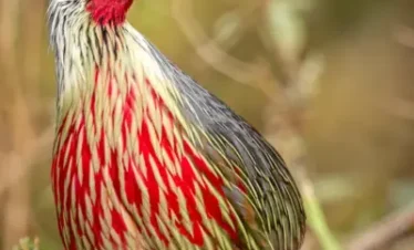 Sikkim Bird Watching Tour