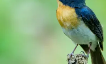 Sikkim Bird Watching Tour