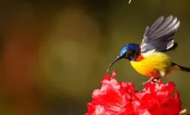 Sikkim Bird Watching Tour