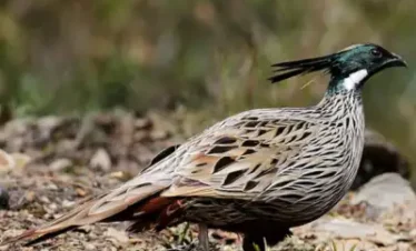 Uttarakhand Birding Tour