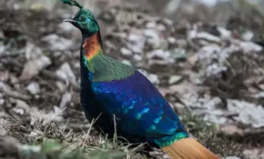 Uttarakhand Birding Tour