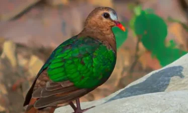 Uttarakhand Birding Tour