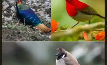 Uttarakhand Birding Tour