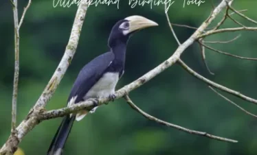 Uttarakhand Birding Tour