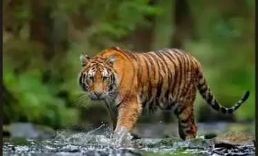 Wild & Beautiful Uttarakhand