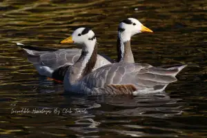 Bar-headed Goose