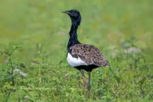 Bengal Florican