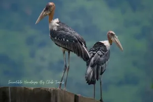 Greater Adjutant Stork