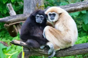 Hoolock Gibbon