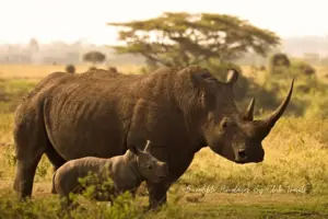 One-Horned Rhinoceros