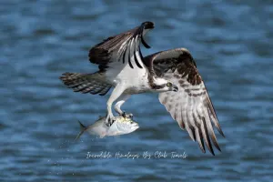 Osprey