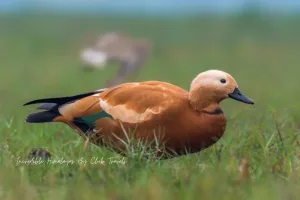 Ruddy Shelduck