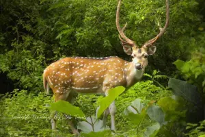 Swamp Deer